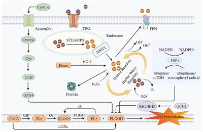 Relevance of Ferroptosis to Cardiotoxicity Caused by Anthracyclines: Mechanisms to Target Treatments